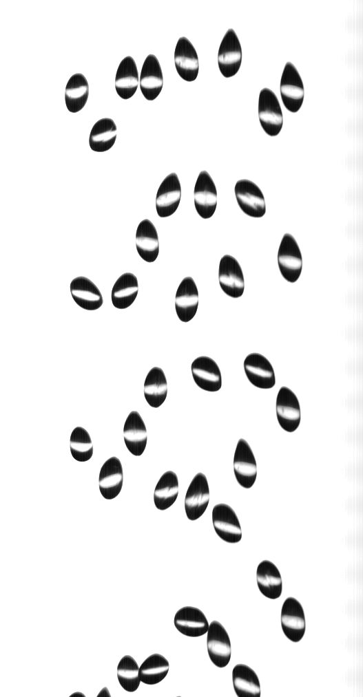 transparent gel capsules with line scan technology