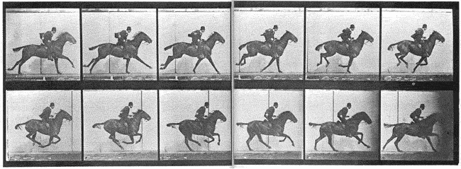 muybridge horse gallop 2