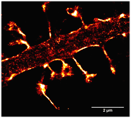 Cytoskeleton high res